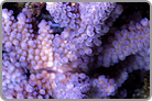 Purple Staghorn collected at 20 feet. Fiji Collected